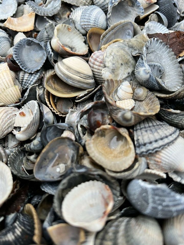 Muscheln - Zierkies - Garten in Jemgum