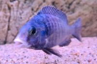 Placidochromis phenochilus Mdoka ,,White Lips" Rheinland-Pfalz - Fachbach Vorschau