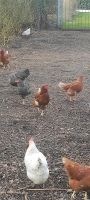 Hühner / Vögel Bayern - Illertissen Vorschau