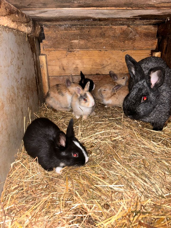 Junge Kaninchen verschiedene Rassen in Wachstedt