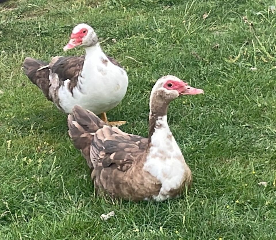 3 Warzen Enten aus Naturbrut in Hardegsen