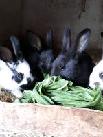 4 junge Kaninchen zum weiterfüttern Sachsen-Anhalt - Kemberg Vorschau