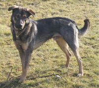 Schäferhundmischling entlaufen! Bayern - Altfraunhofen Vorschau