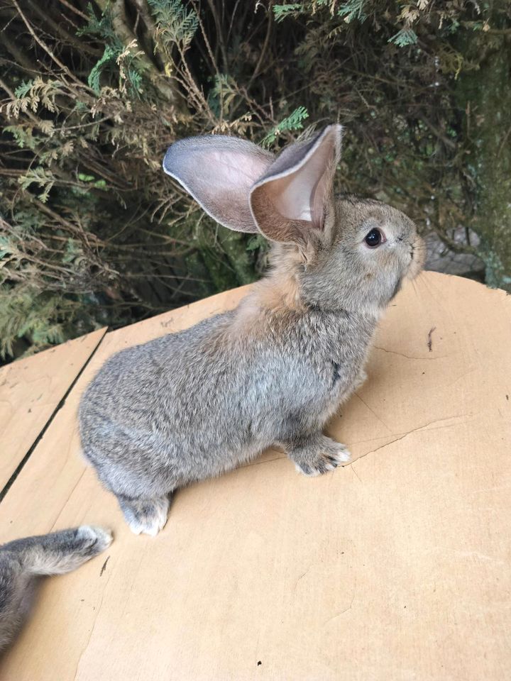 Hasen und Kaninchen Deutsche Riesen in Lemberg