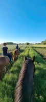 Ausritt/Ausreiten an Fronleichnam Nordrhein-Westfalen - Hille Vorschau