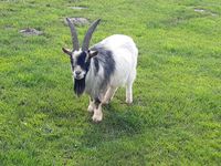 Zwergziegen Bock Silber -Weiß Niedersachsen - Wagenfeld Vorschau