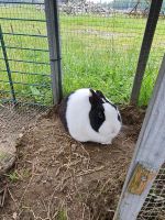 2 Kaninchen abzugeben Nordrhein-Westfalen - Nettetal Vorschau