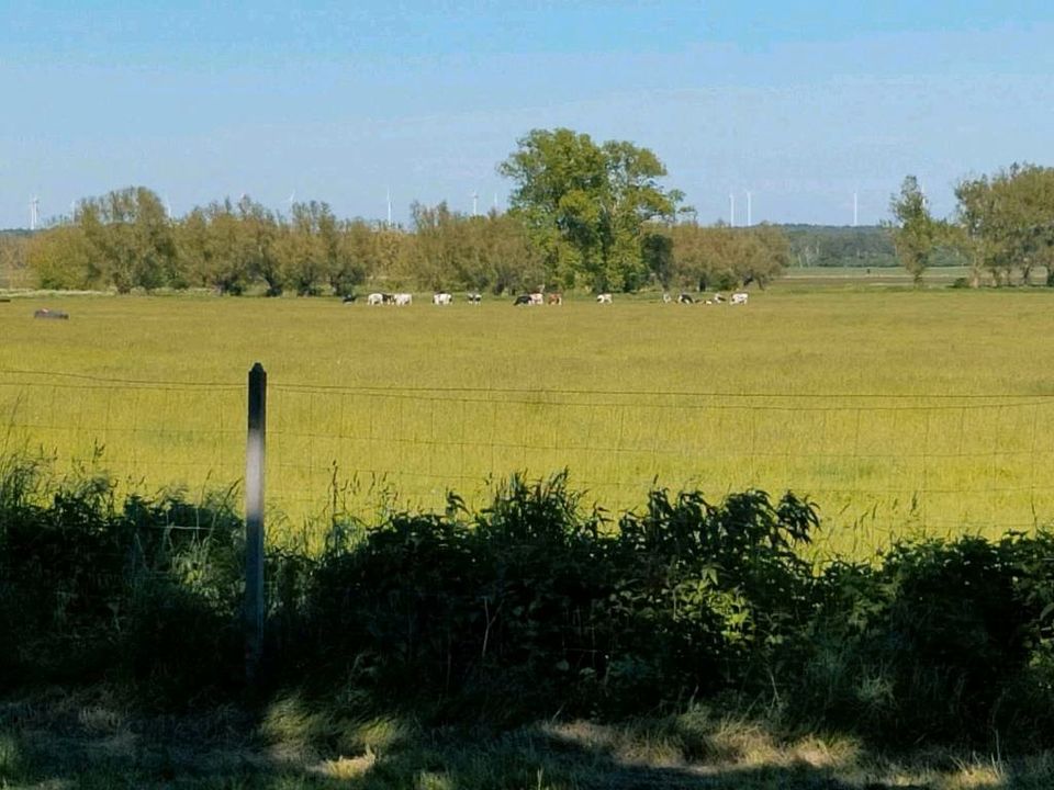 Ferienhaus Wiesenblick, traumhaft ruhige Lage in Gramzow