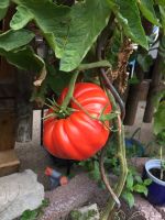 Tomatenpflanzen (selbstgezogen) Baden-Württemberg - Waghäusel Vorschau