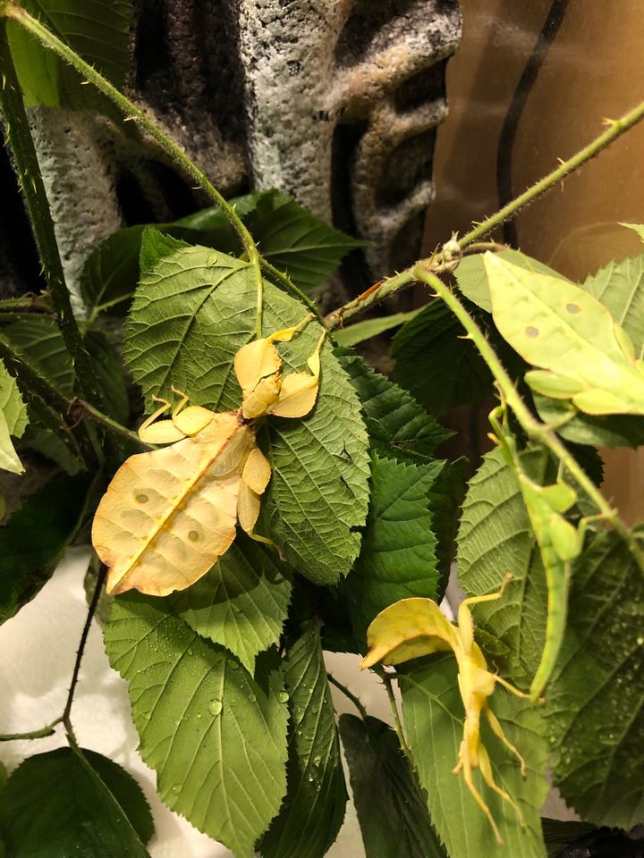 Wandelndes Blatt Phyllium,  Letiranti Tataba - noch zwei Paar da. in Papenburg