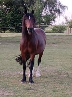 Reitbeteiligung/Pflegebeteiligung (zur Verfügung) an Welsh Cob Rheinland-Pfalz - Mörsdorf Hunsrück Vorschau