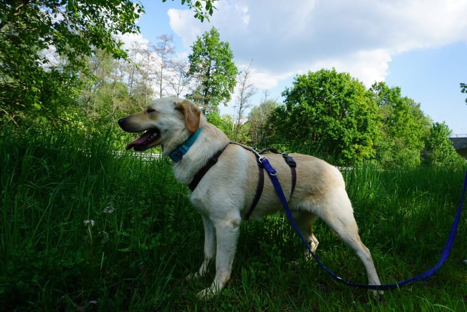 Wunderbarer MULAN sucht sein Zuhause in Oberviechtach