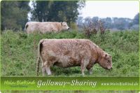 frisches BIO Galloway-Fleisch | GALLOWAY~SHARING Stuttgart - Stuttgart-Mitte Vorschau