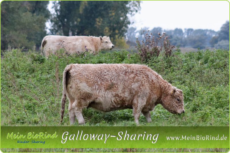 frisches BIO Galloway-Fleisch | GALLOWAY~SHARING in Stuttgart