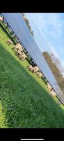 Solarparkpflege Dithmarschen - Marne Vorschau