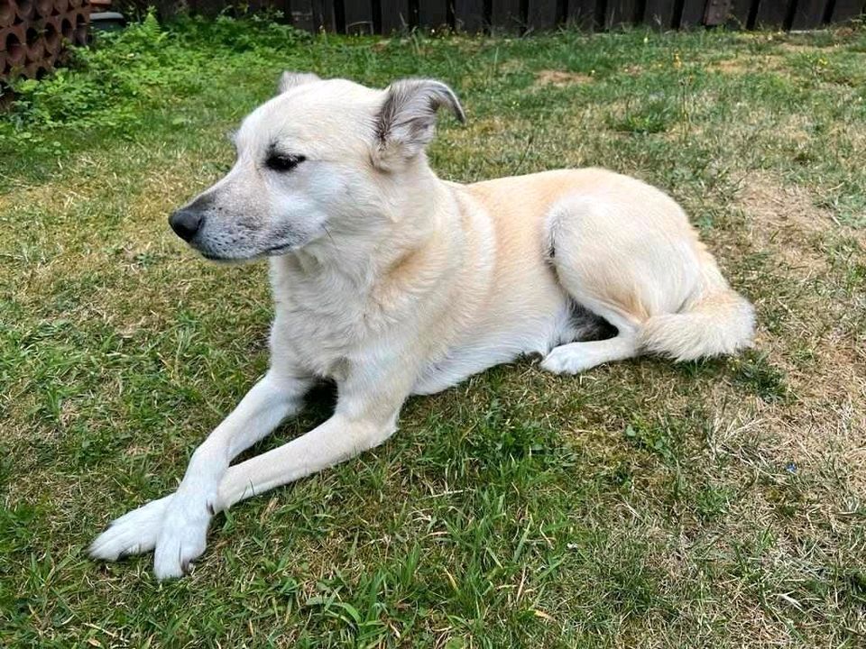 ❤️ FILOU ❤️ - tolle Hündin sucht ihr Superfrauchen in Basdahl