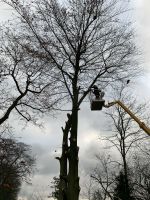 Gladbeck Baum fällen Baumfällung Baumschnitt Heckenschnitt Nordrhein-Westfalen - Gladbeck Vorschau