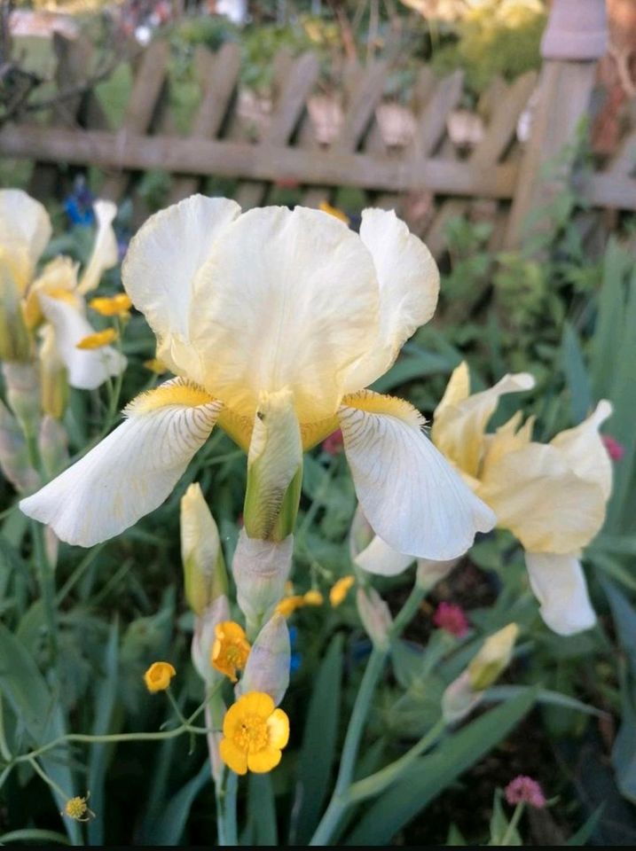 Schwertlilien Iris Stauden Insektenmagnet in Wegendorf (Altlandsberg)