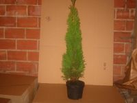 Thuja occidentalis 'Smaragd'  T.B. 2L  80-90 cm 10 Stück Niedersachsen - Twistringen Vorschau