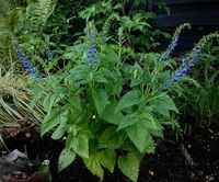 TCM  Scutellaria baicalensis 'BLBP 02' Chinesisches Helmkraut Saarland - Großrosseln Vorschau