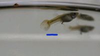 20 Guppy Fische Weibchen Bayern - Friedberg Vorschau