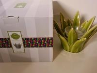 Scentsy Duftwarmer Aloe Vera *NEU* Saarland - St. Ingbert Vorschau