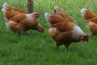 Kollbecksmoor-Huhn Bruteier Sachsen - Penig Vorschau