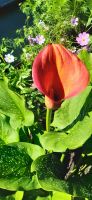 Calla Morning Sun. 3 x Blumenzwiebeln Baden-Württemberg - Eislingen (Fils) Vorschau