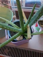 Aloe Vera, Pilea und Grünlilie Bayern - Moorenweis Vorschau