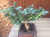 Bonsai „Indian Laurel“ Ficus Microcarpa chinesische Feige Rheinland-Pfalz - St Martin (Pfalz) Vorschau