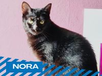 Katze Nora sucht Zuhause mit Katzenkumpeln Niedersachsen - Salzgitter Vorschau