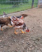 Blumenhahn Hähne Hahn (Küken Huhn Seidenhahn) Hessen - Birstein Vorschau