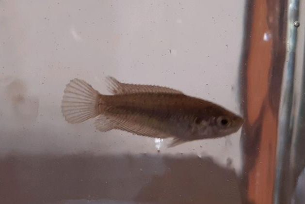 junge Rundschwanzmakropoden Gartenteich Macropodus ocellatus in Leipzig