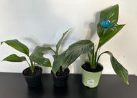 Spathiphyllum Ableger Pflanzen Frankfurt am Main - Bonames Vorschau