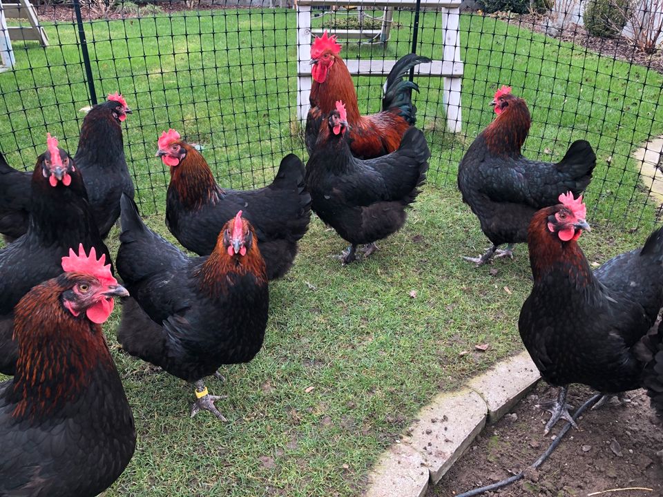 Bruteier - Original französische Marans schwarz-kupfer reinrassig in Riedstadt