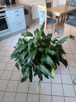 Spathiphyllum Einblatt Versch Größen Nürnberg (Mittelfr) - Gebersdorf Vorschau