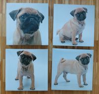 4x Leinwand Mops Hund Wandbild Poster Berlin - Lichtenberg Vorschau