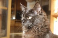 Maine Coon Kater Schwarz / Braun Nordrhein-Westfalen - Schleiden Vorschau