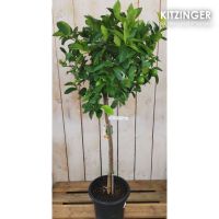 Limettenbaum XL/ Citrus Aurantifolia/ aus Spanien/ Höhe 140-160cm Hessen - Rodenbach Vorschau