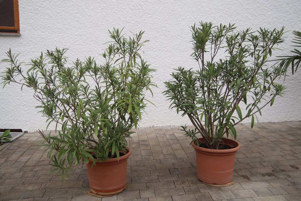 Topfpflanze Pflanze 2 große Oleander ca. 1,5 Meter Übertopf weiß in Berglen