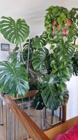 Monstera Pflanzen Stuttgart - Mühlhausen Vorschau