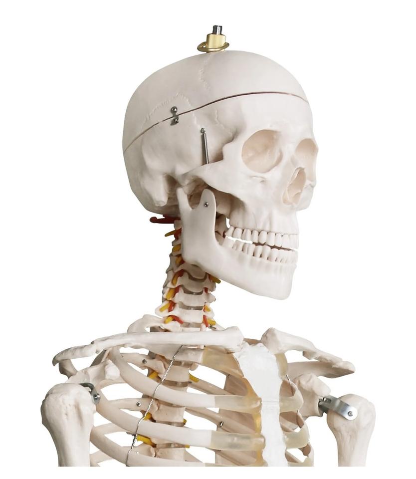Menschliches Anatomie Skelett 181,5cm ORIGINAL VERPACKT!!! in Hainburg