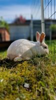 Kaninchenmädchen sucht neues zu Hause Sachsen-Anhalt - Nordgermersleben Vorschau