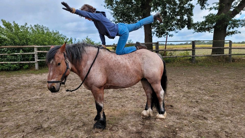 Kaltblut sucht coolen Reiter in Schwarzenbek