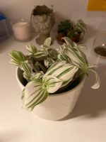 Tradescantia white Dreimasterblume Niedersachsen - Neu Wulmstorf Vorschau