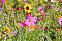 Verschiedenes bio Saatgut Blumensamen Samen Mohnblume Kornblume Rheinland-Pfalz - Flörsheim-Dalsheim Vorschau