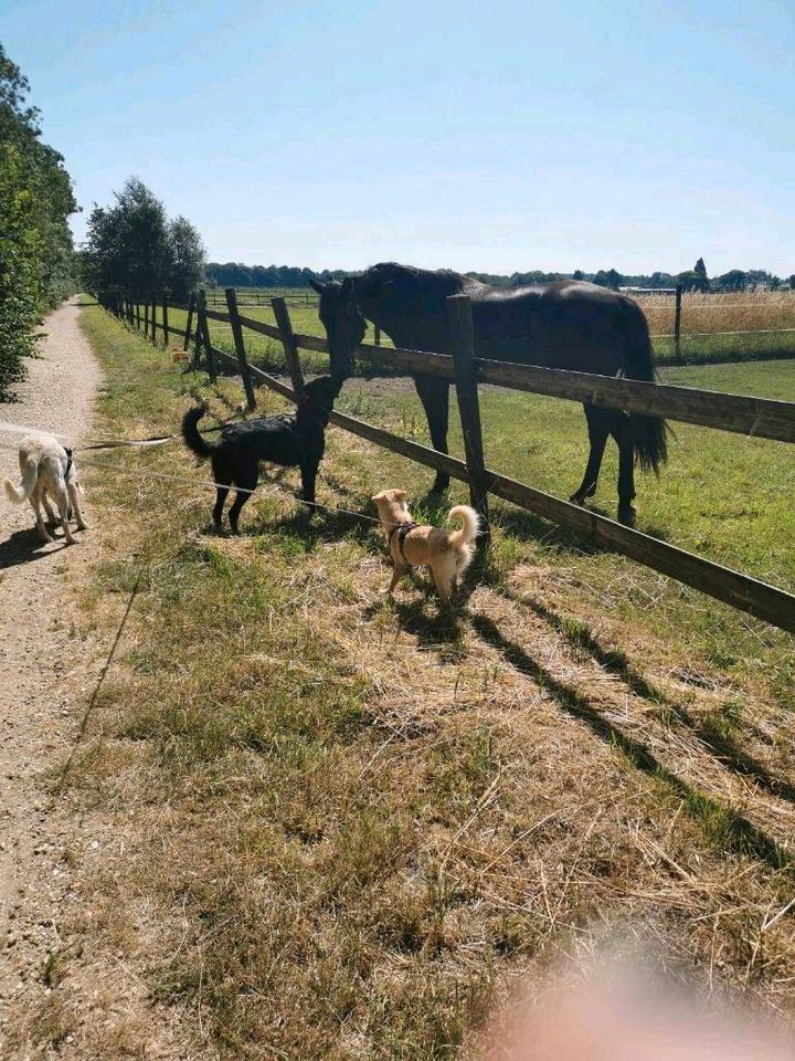 Mobiler Gassi-Service als Dogwalker inkl. Abhol- und Bringservice in Willich