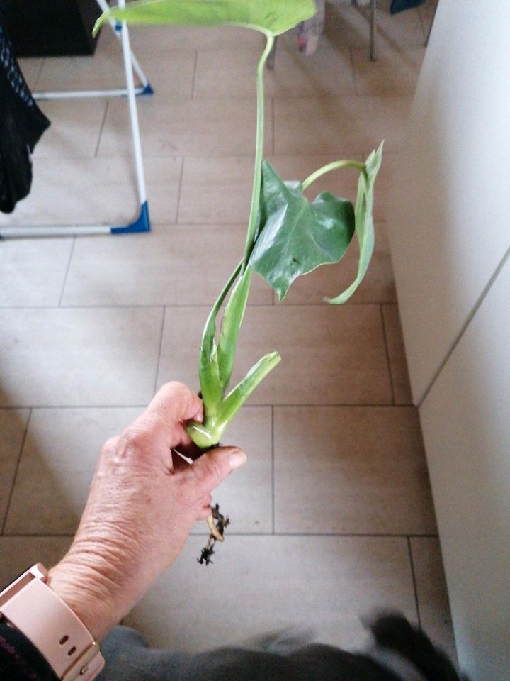 Monstera Ableger mit wurzeln in Felsberg