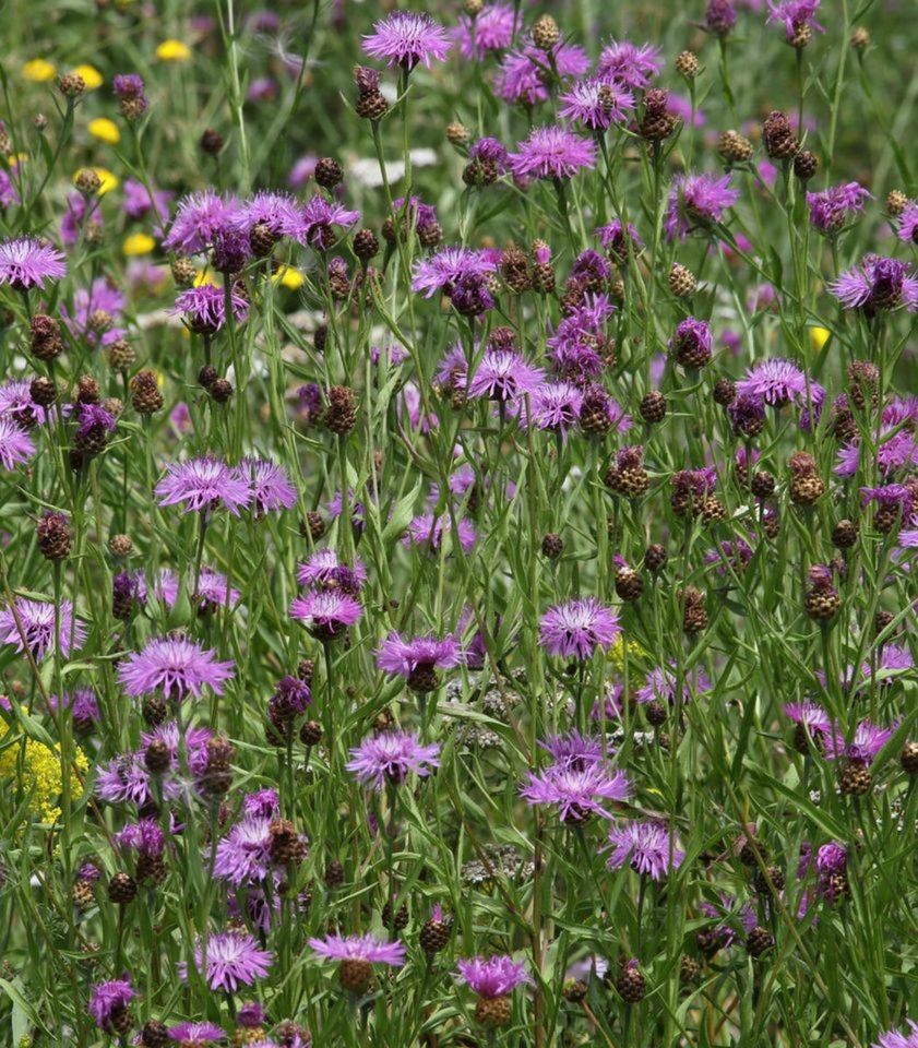 Wiesenflockenblume heimische Wildstaude Bienenweide in Oldenburg