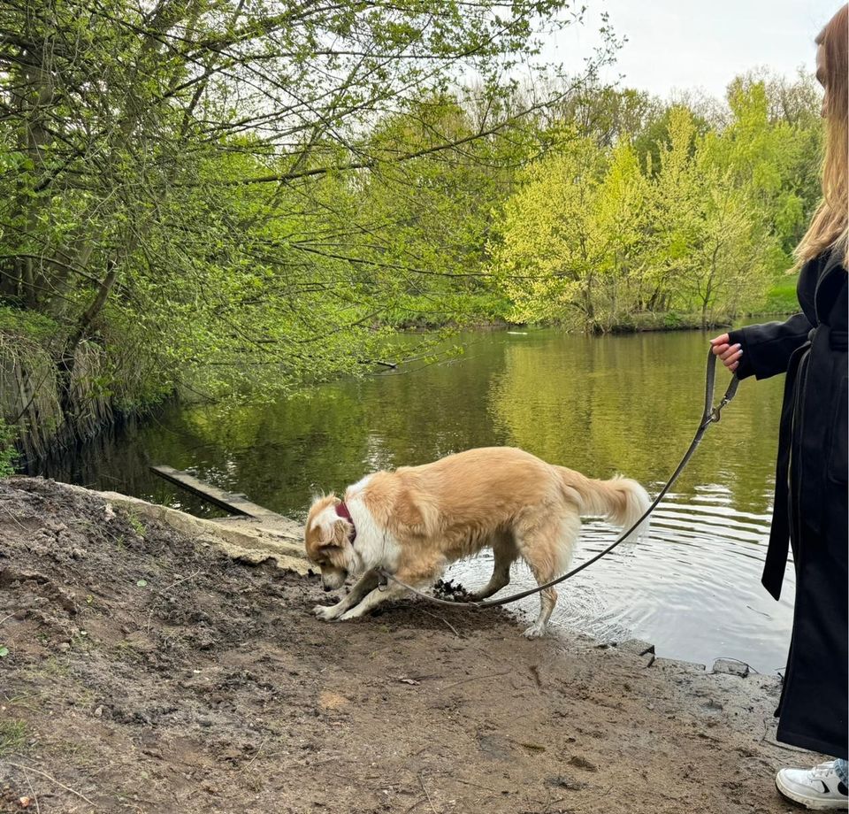 Buddy sucht ein liebevolles neues Zuhause in Hamburg